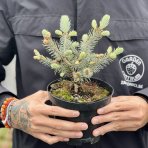 Smrek pichľavý (Picea Pungens) ´BLUE DIAMOND´ - výška 10-15 cm, kont. C1.5L